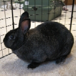 Penny - Dwarf X