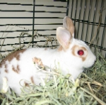 Duke - Dwarf mix