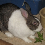 Lil' Miss - Dutch