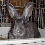 Arwen - Mix