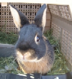 Mario - Update June 2008 - Black and Tan