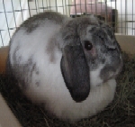 Foo - Update July 2008 - Mini Lop