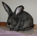 Cinnabun - Flemish Giant