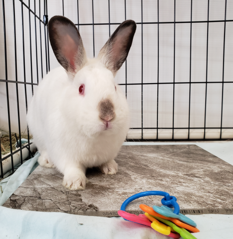 Casey Is Available For Adoption