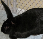 Jazmine - Flemish Giant