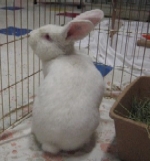 Harrison - Flemish Giant