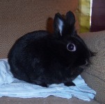 Tess - Lionhead
