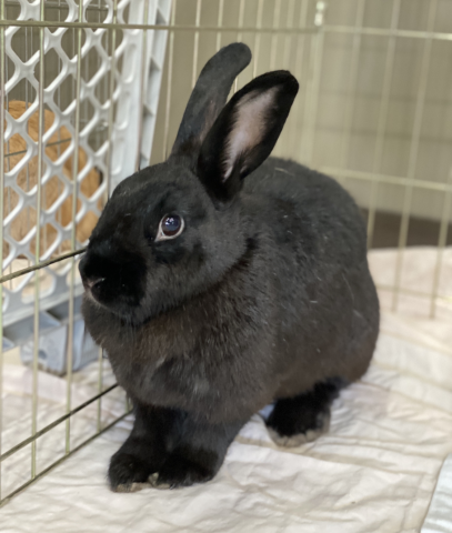 Monet is available for adoption!