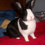 Dinky - Dutch
