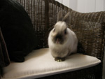 Benjamin - Dwarf X