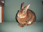 Magdalen - Mini Rex