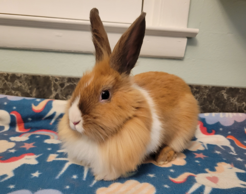 Merida is available for adoption!
