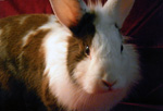 Athena - mixed