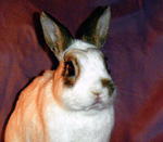 Pablo - dwarf mix