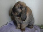 Brownie - Mini Lop
