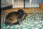 Malani - Mini Lop