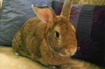 Rigel - Domestic Rabbit