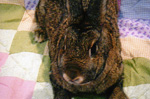Vilthuril - Domestic Rabbit