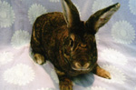Acorn - Domestic Rabbit