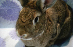 Buckthorn - Domestic Rabbit