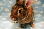 Hawkbit - Domestic Rabbit