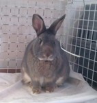 Oscar - Netherland Dwarf