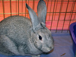 Grayson - Chinchilla X