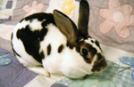 Beans - Mini Rex