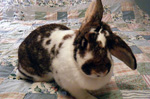 Bertha - Flemish Giant Mix