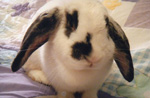 Francesca - Mini Lop