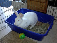 rabbit in litterbox