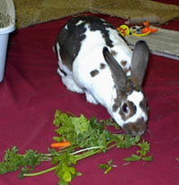 rabbit eating greens