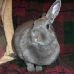 Gretel