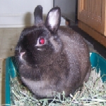 Hilo