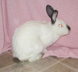 Groucho - Updated January 2013