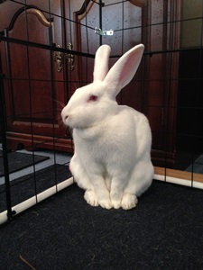 Rabbit Photo
