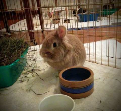 Rabbit Photo