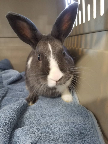 Rabbit Photo