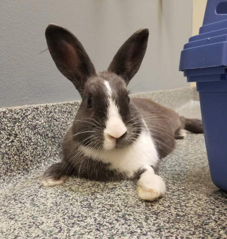 Rabbit Photo