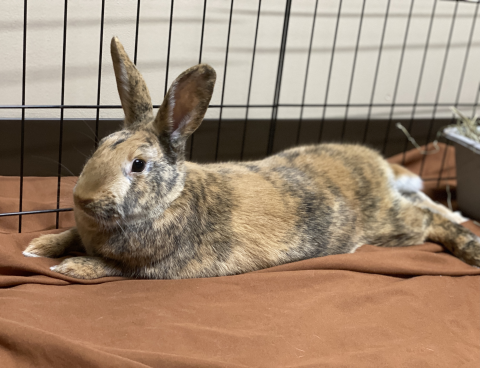 Harlequin Rex Mix Rabbit