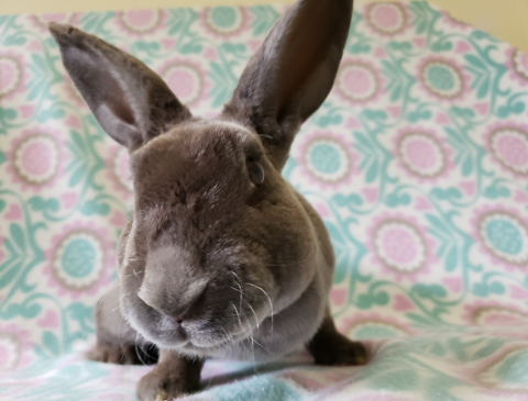 Violet - mini rex