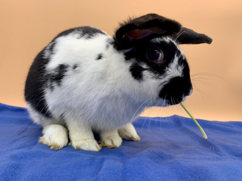 Rabbit Photo