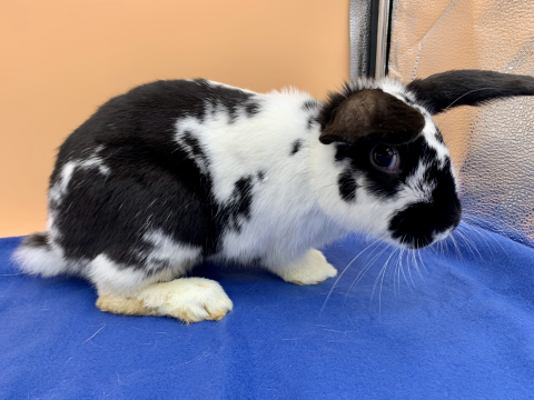 Rabbit Photo