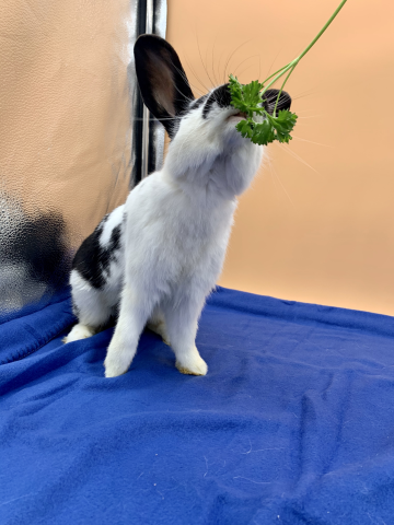 Rabbit Photo