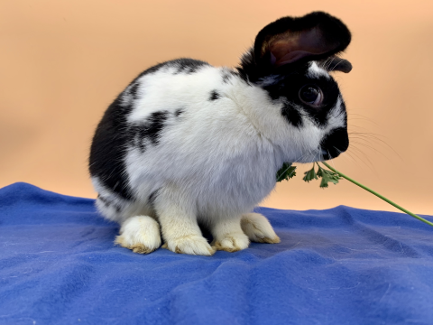Rabbit Photo