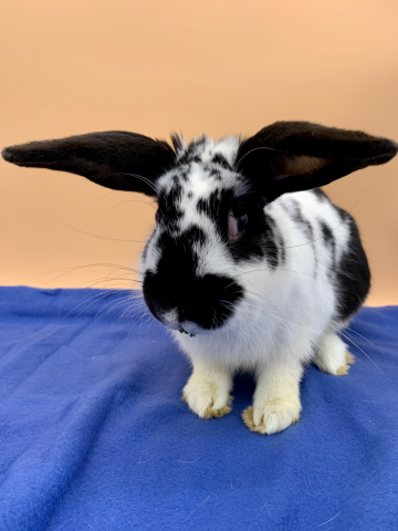 Rabbit Photo