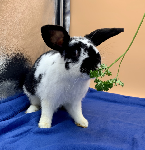 Rabbit Photo