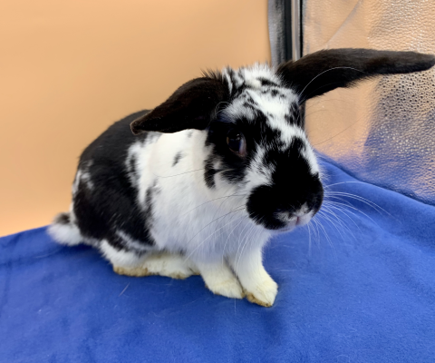 Rabbit Photo