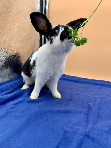 Rabbit Photo