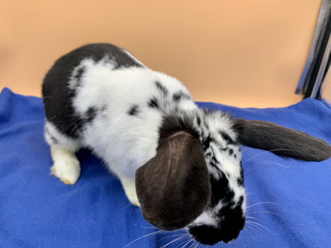 Rabbit Photo